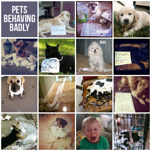 #Petshaming via lilblueboo.com