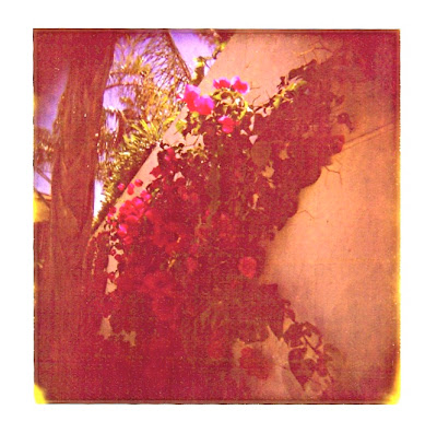 Fun with the Holgaroid 8 via lilblueboo.com Fun with the Holgaroid 8 via lilblueboo.com