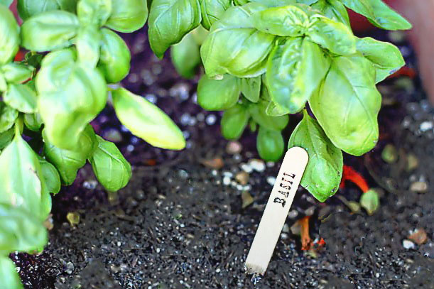 Herb Garden Markers tutorial 1 DIY (Free Download) via lilblueboo.com