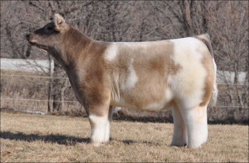 fluffy cows via lilblueboo.cow