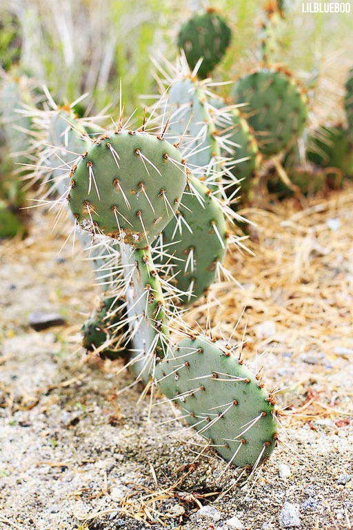 Wildflowers Palm Desert - Wildflower Festival - Prickly Pear Cactus