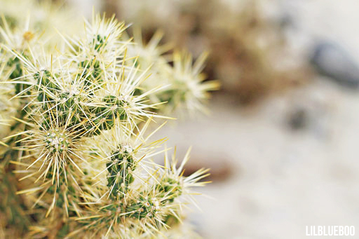 Wildflowers Palm Desert - Wildflower Festival - Cholla Cactus