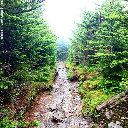 Mt LeConte Cliff Top 