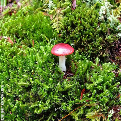 Mt LeConte Toadstool