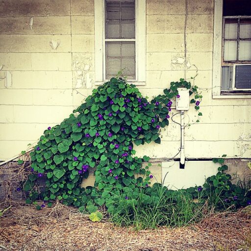 An Elephant Topiary in Bryson City