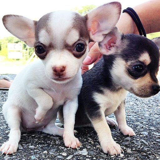 puppies for sale in Bryson City