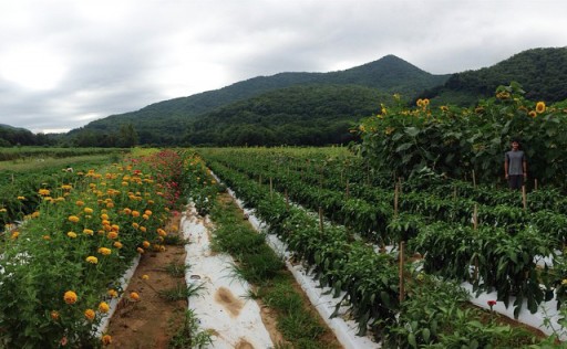 Sunflowers at Darnell Farms in Bryson City, NC