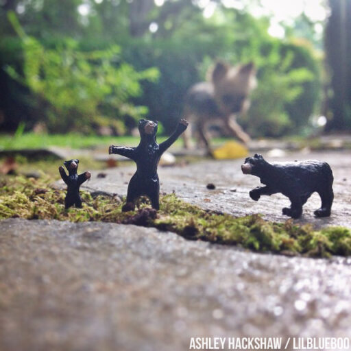 tiny figures photography - smoky mountain black bears