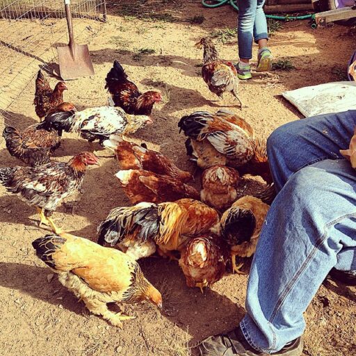 Raising Chickens