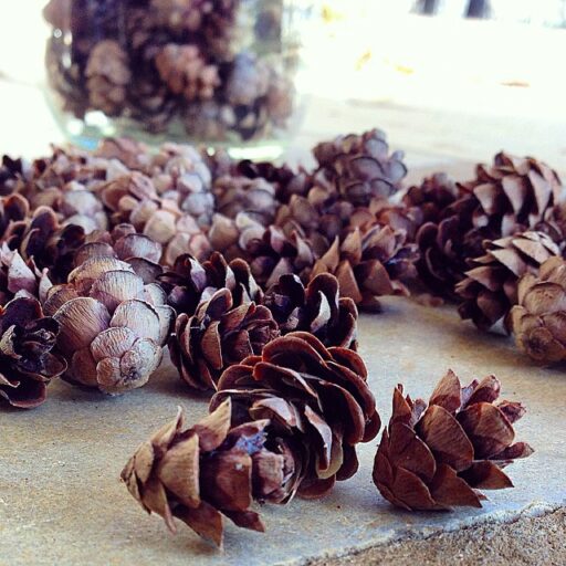 pinecones