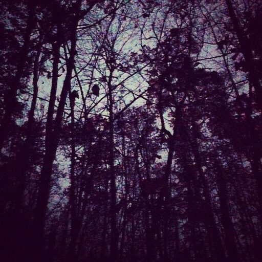 woods