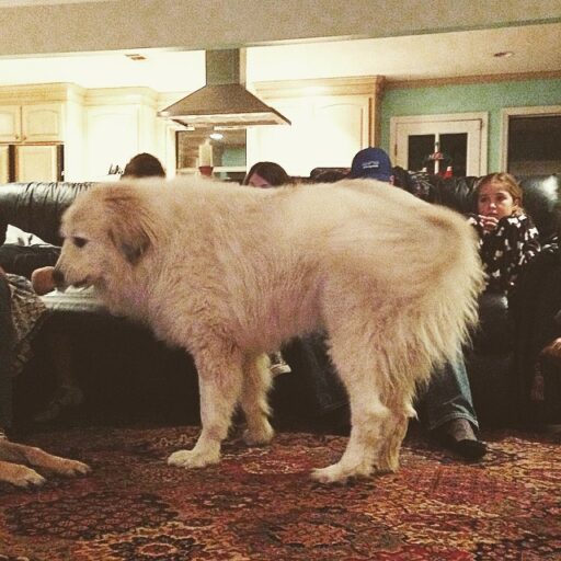 greatpyrenees