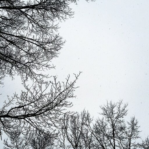 snow in the great smoky mountains