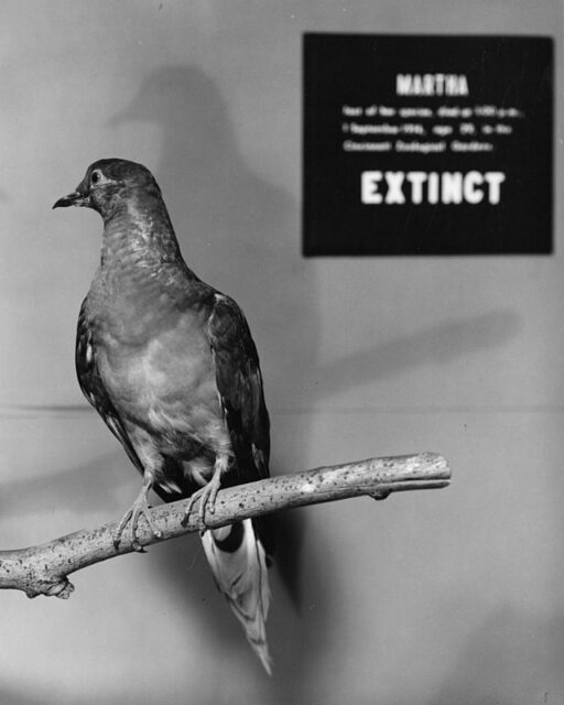 Martha,_a_Passenger_Pigeon