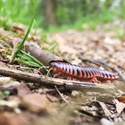 millipede