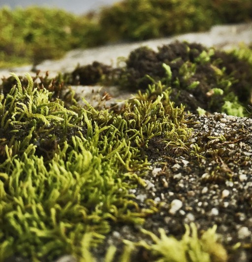 moss1