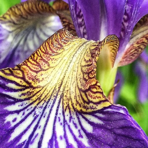 tiger iris