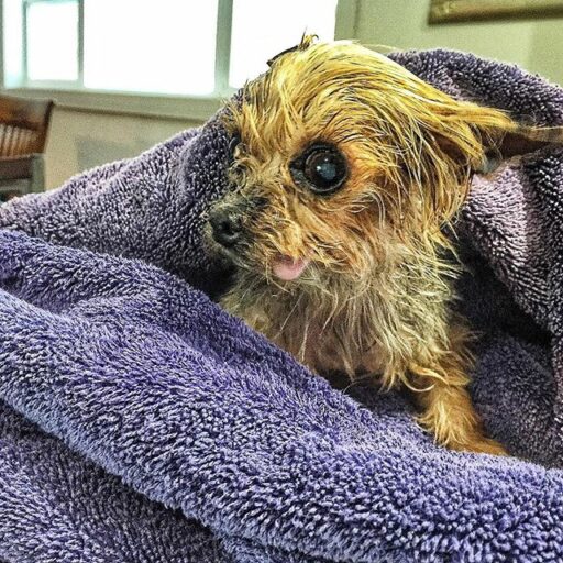 Tiny Teacup Yorkie