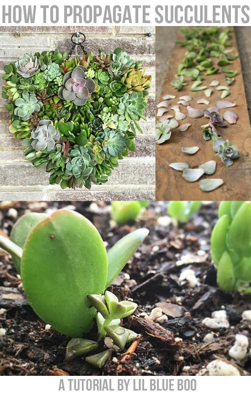 Propogating Succulents How to grow  succulents from leaf cuttings 