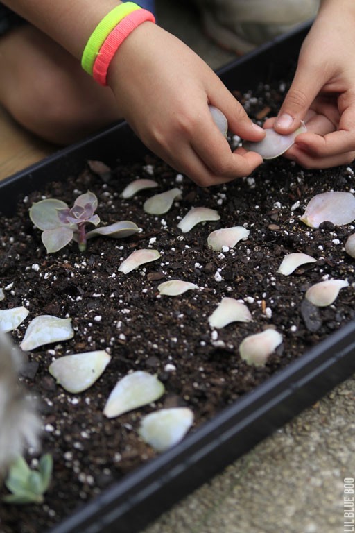 growing succulents from leaves