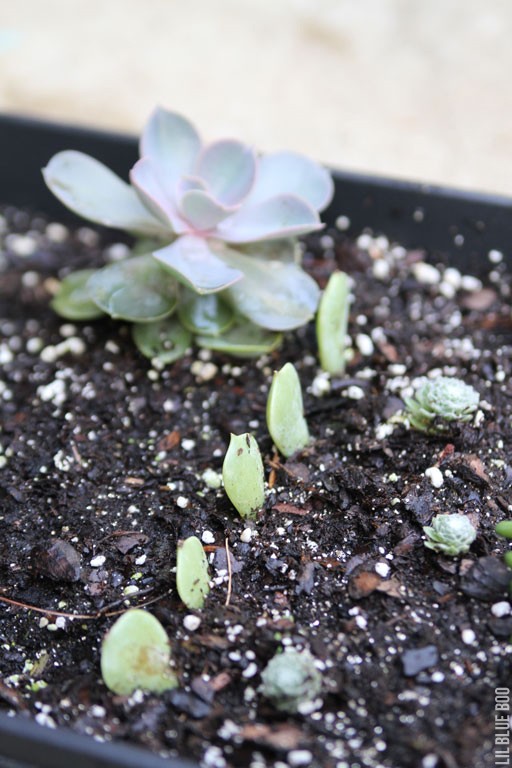 succulents2