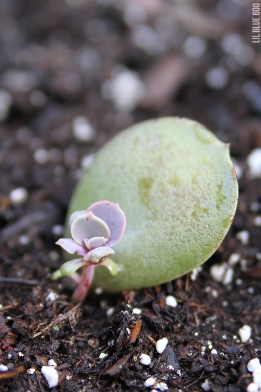 How to grow succulents in soil and water
