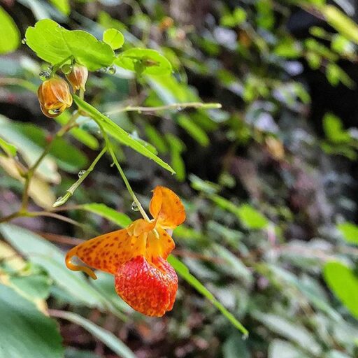 Jewelweed in the Smoky Mountain National Park
