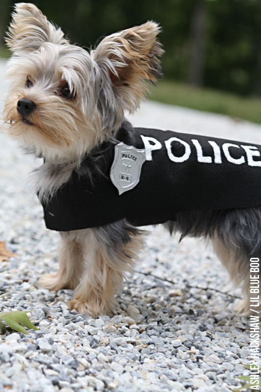 easy diy dog Halloween costumes