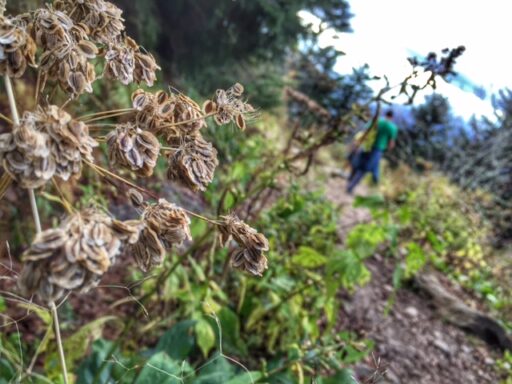 Mountain Angelica on Waterrock Knob