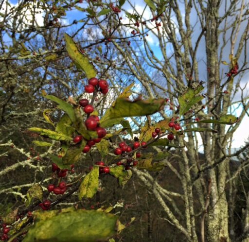 berries