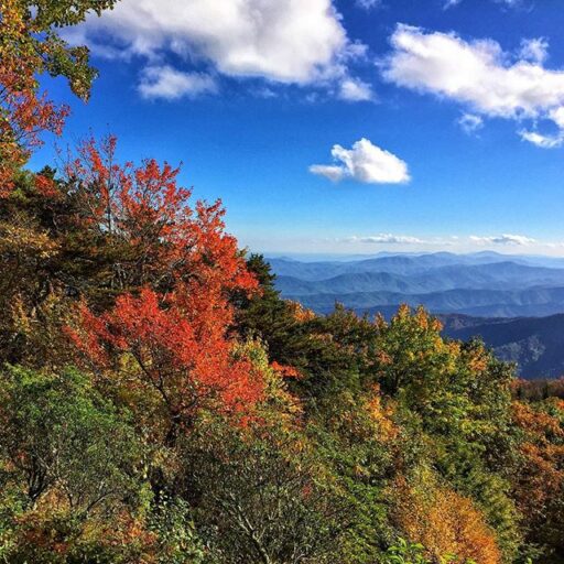 Smoky mountain fall leaf color