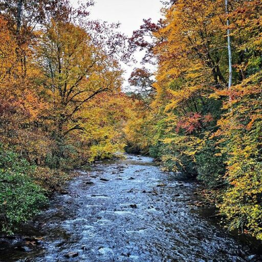 2015 Fall Color in the Smokies