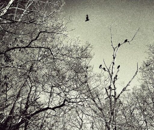 turkey vultures - peace eagle