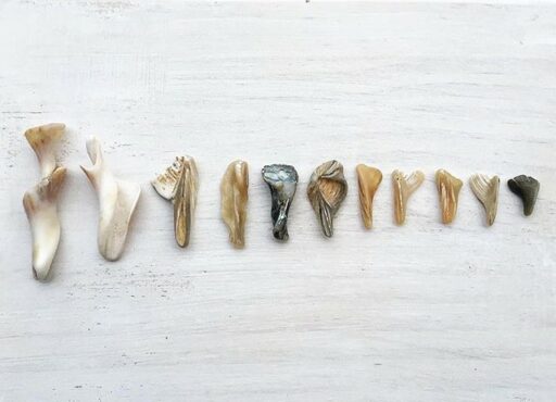 sorting seashells - conch shells