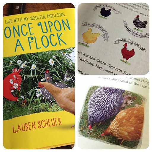 Book on chickens - Once upon a flock