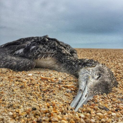 outerbanks3