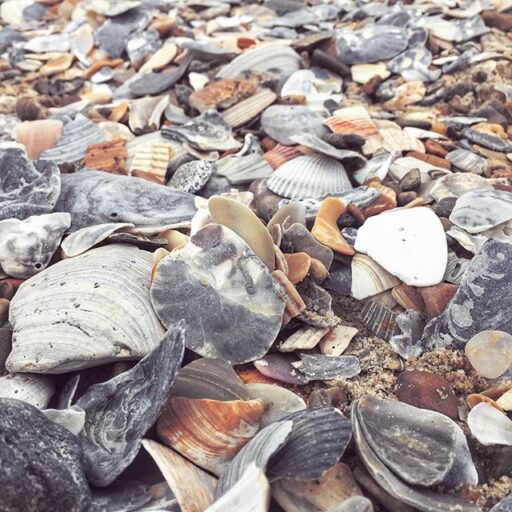 Seashells at Cape Hatteras