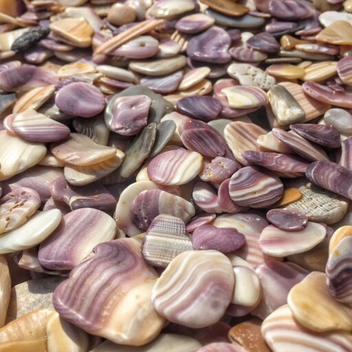 purple seashells