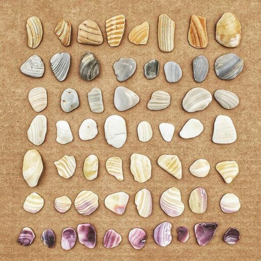 seashells sorted by color