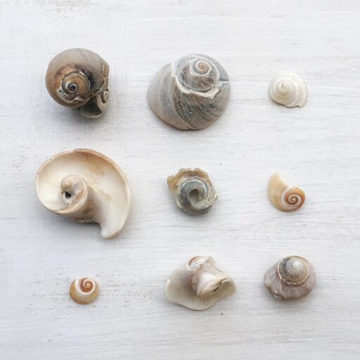 spiral shaped seashells