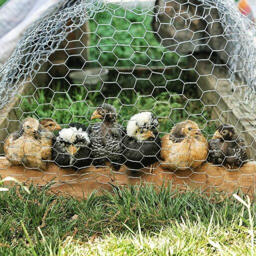 The Chicken Chronicles - raising baby chicks