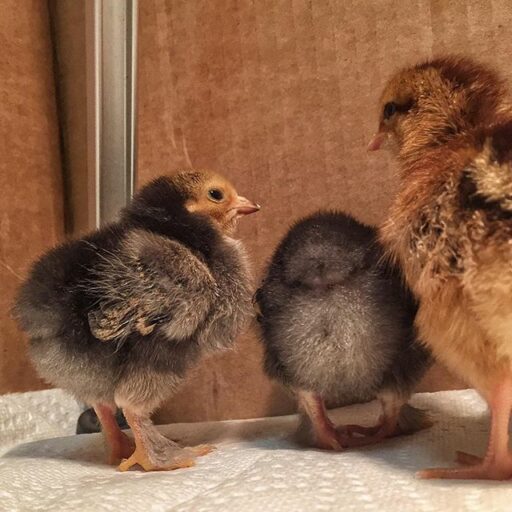 Raising Baby Chicks - Buff Brahma Chicks