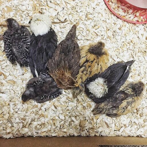 Baby Chicks Sleeping