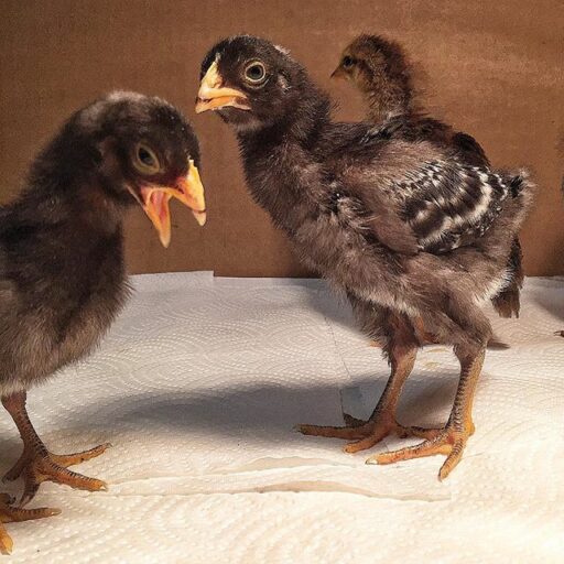 Raising our bantam barred rock chickens baby chicks