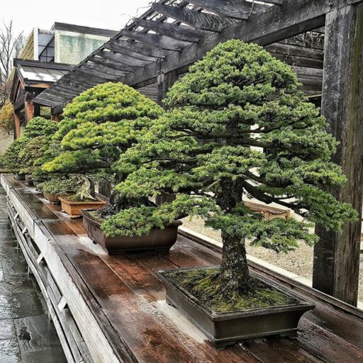 bonsai trees at the US national arboretum DC