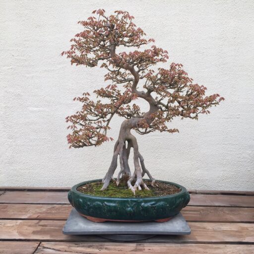  Trident Maple bonsai tree