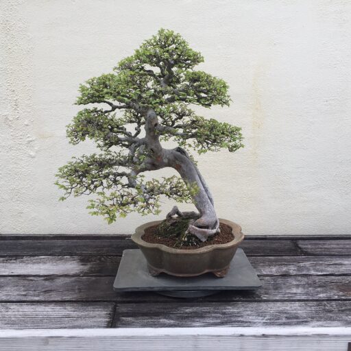 Chinese Elm bonsai tree