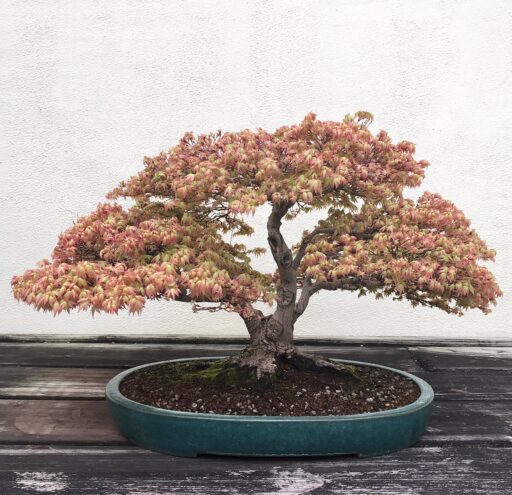 Japanese Maple dating back to 1946 bonsai tree