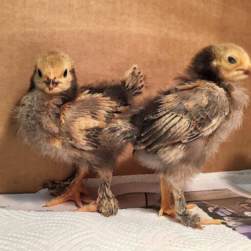 Raising Baby Buff Brahma Chicks - where to buy chicks