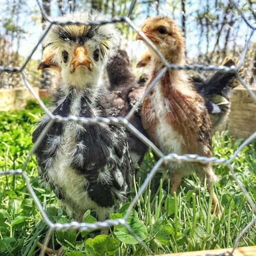 Making a small chicken tractor for baby chicks